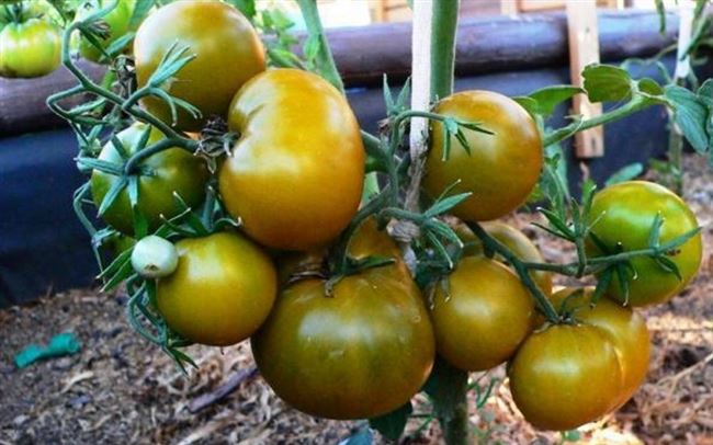 Томат «Болото» отзывы, фото, описание и урожайность сорта зеленых помидор