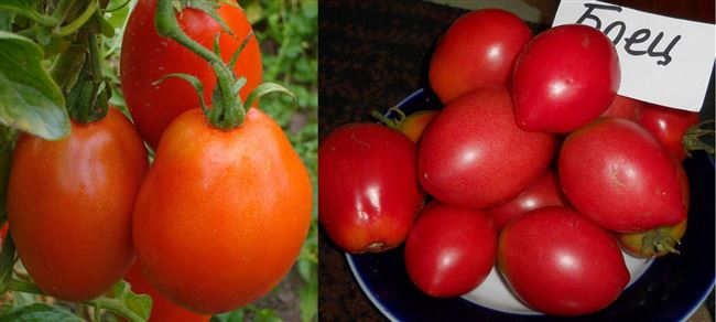 Сибирский «гость» — помидор Боец (Буян), самый неприхотливый из всех томатов