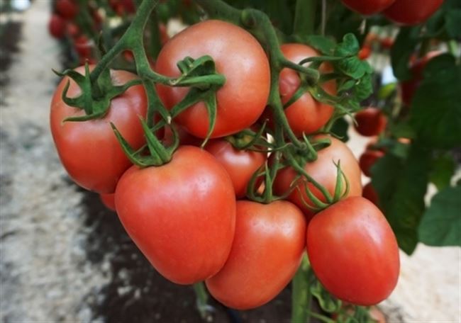 Вкусные и необычные сорта томатов, которые мы будем сажать в 2021. По результатам собрания клуба садоводов – огородников