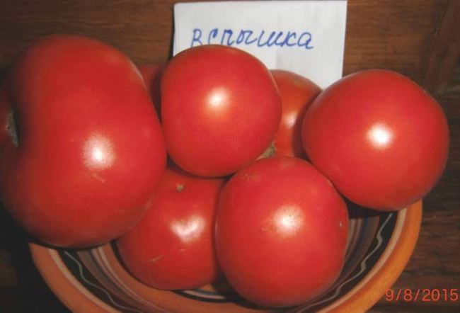 Томат Вспышка: характеристика и описание сорта, отзывы тех кто сажал помидоры об их урожайности, фото куста
