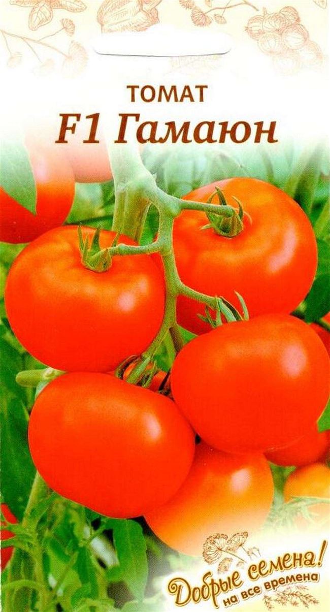 Томат Гамаюн F1: характеристика и описание сорта, отзывы об урожайности помидоров, фото семян