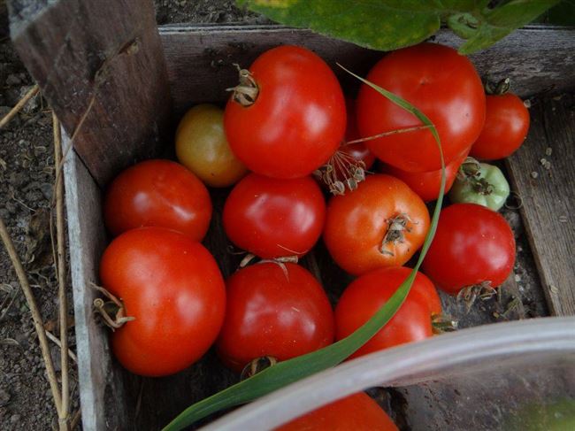 ✅ Железная леди: описание сорта томата, характеристики помидоров, посев
