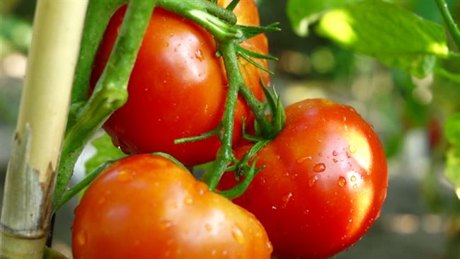Отзывы, описание, характеристика, урожайность, фото и видео помидоров гибрида «Мишель F1»