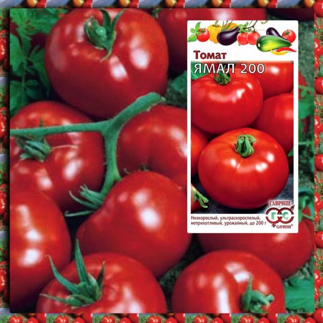 Лучше голландских: уральские селекционеры создали гибридный сорт высокоурожайных томатов: Общество: Облгазета