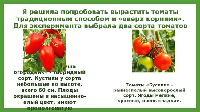 Томат огородник: характеристика и описание сорта, нюансы выращивания и секреты опытных дачников