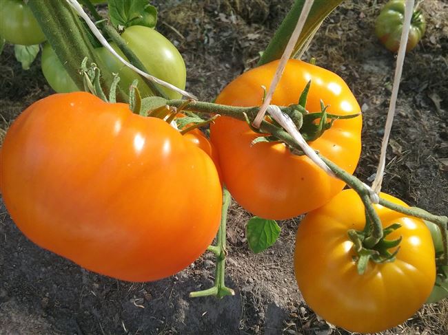 Оранжевый спам F1 — раннеспелый высокоурожайный томат для выращивания в частных хозяйствах.  Молодой гибрид пока является новинкой.  С его детальным описанием,  нюансами агротехники и отзывами поможет