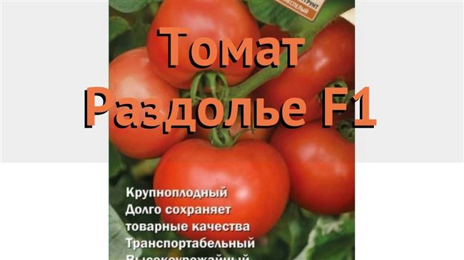 Томат Раздолье — фото урожая, цены, отзывы и особенности выращивания
