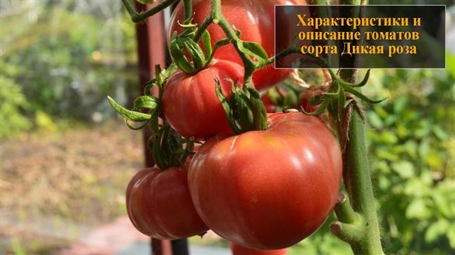 Гарантированные урожаи сочных и вкусных плодов — томат Розе F1: отзывы об урожайности, описание сорта и характеристики