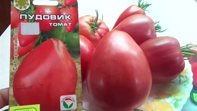Томаты «Пудовичок сахарный»: описание и характеристики сорта, уход за помидорами и фото Русский фермер