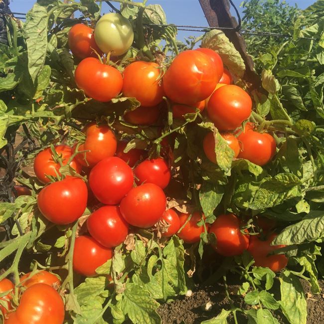 Семко томаты лучшие сорта | Lifestyle | Селдон Новости