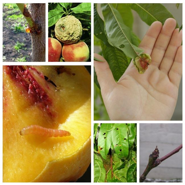 Болезни персика: описание с фотографиями и способы лечения вредителей