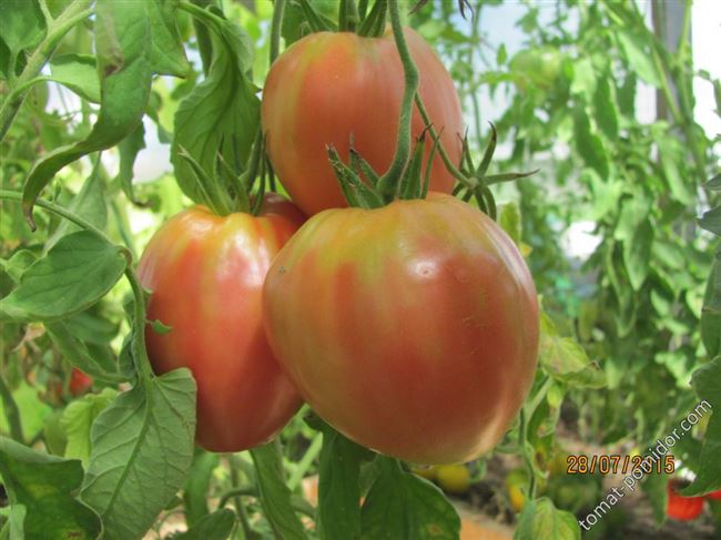 Томат Созвездие близнецов: описание сорта и отзывы об урожайности помидоров, фото и характеристика куста