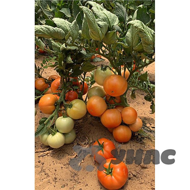 Томат Стан 5000 — фото урожая, цены, отзывы и особенности выращивания