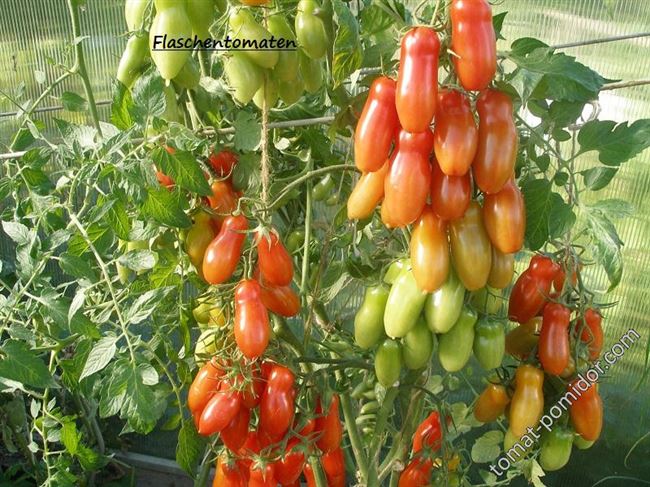 Какими плюсами характеризуется томат Фляшен? Правила выращивания помидоров. Уход за растением. Каким болезням подвержен сорт?