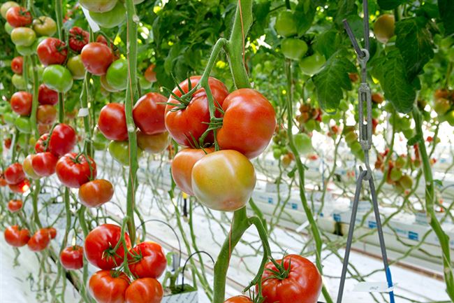 Сорт томата: Форонти   f1 | Supersadovod — о саде и огороде просто и интересно