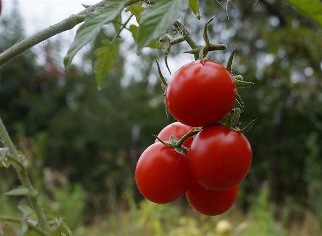 Томат Сливка: сорта помидоров в серии