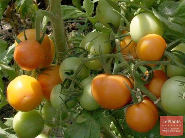 Только у нас вы узнаете как правильно выращивать томаты Очарование, а также ознакомитесь с детальным описанием сорта и его характеристиками. Обсудим отзывы фермеров об урожайности помидоров и фото растения с плодами.