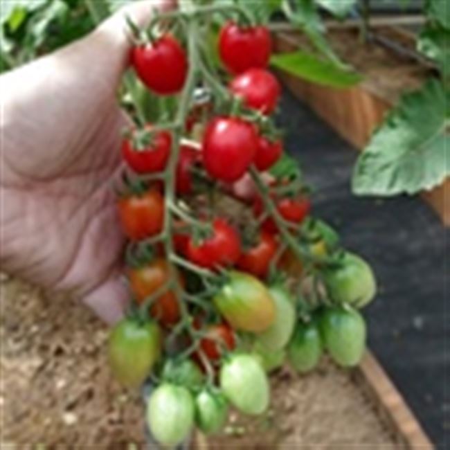 Отзыв: Семена Партнер Томат черри "Элизаберт f1" - неприхотливый черри томат для теплицы