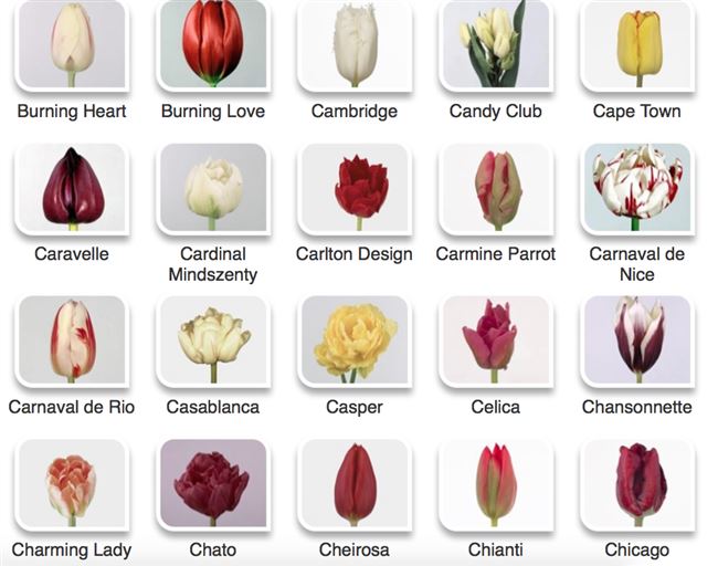 Трудно найти другие луковичные растения, которые отличались бы столь великим многообразием, как представители семейства Liliaceae. И лидером по количеству…