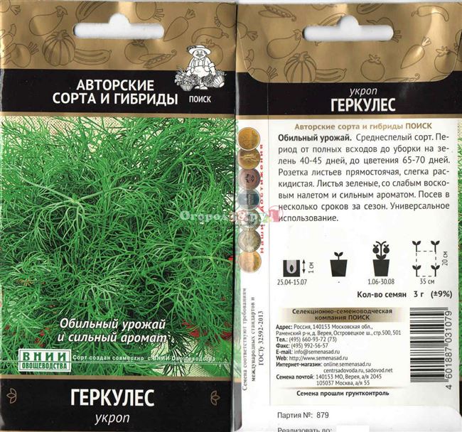 Укроп Геркулес: описание и характеристика сорта, урожайность с фото