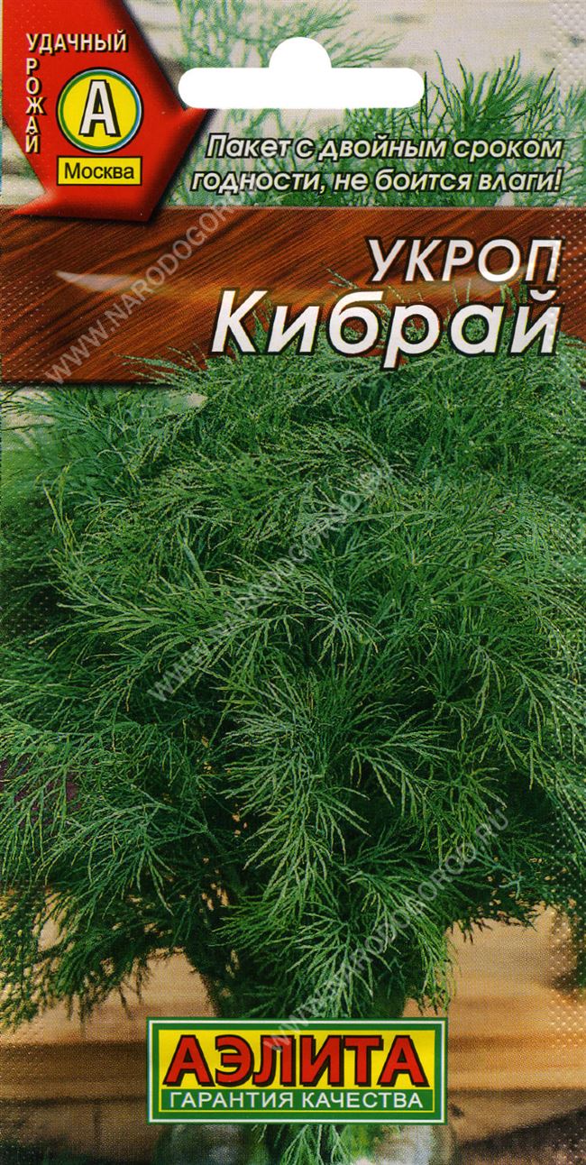 Укроп Кибрай: реальные отзывы, ТОП секреты выращивания, фото