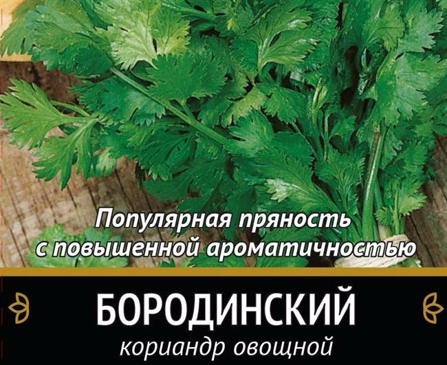 Кориандр Бородинский: описание сорта, выращивание и уход в открытом грунте, отзывы, фото