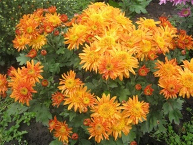Сорт хризантемы: Злата | Supersadovod — о саде и огороде просто и интересно