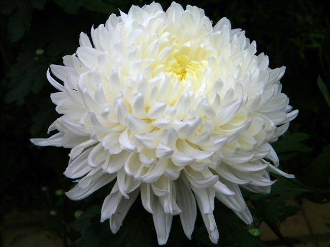 Хризантема одноголовая «Regina White», фото и описание