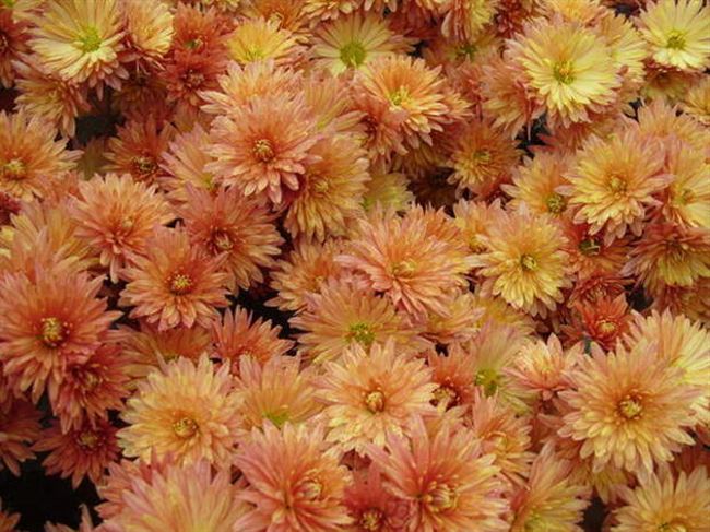 Продам редкие сорта крупноцветной хризантемы…. | Интересный контент в группе Дом, сад, огород, кулинария, юмор :)