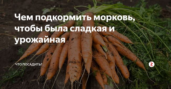 Подкормка моркови в открытом грунте: лучшие удобрения, правила и этапы