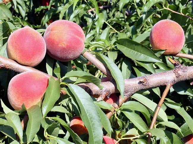 Нужно ли удобрять персик осенью и зачем. Сроки подкормки по регионам и благоприятные дни. Как удобряют персик, какие составы используют. Ответы на частые вопросы о выращивании персика.