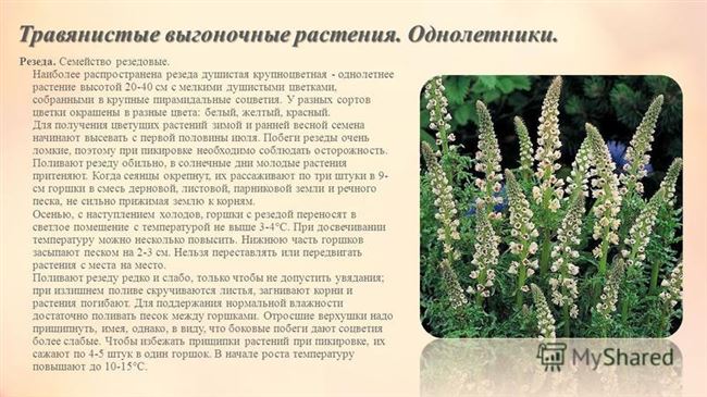 Цветок резеда — особенности выращивания на дачном участке