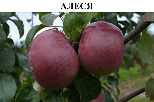 Яблоня Алеся: описание и особенности, выращивание и уход, фото