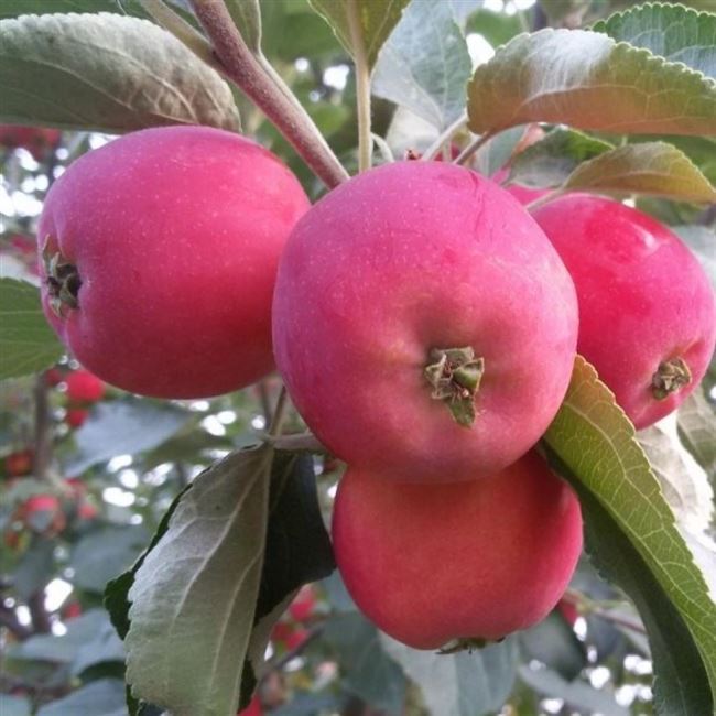 Описание сорта яблони Алтайское багряное: фото яблок, важные характеристики, урожайность с дерева