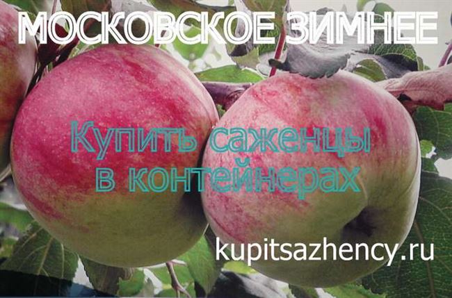 Вкусные сорта яблок для Сибири и не только…