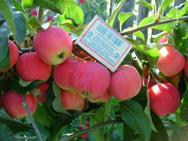 Сорта яблони — НИИCC имени М.А. Лисавенко