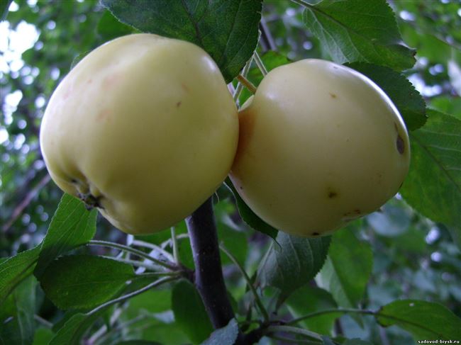 Яблоня Алтайское янтарное — Питомник растений Сибирский сад