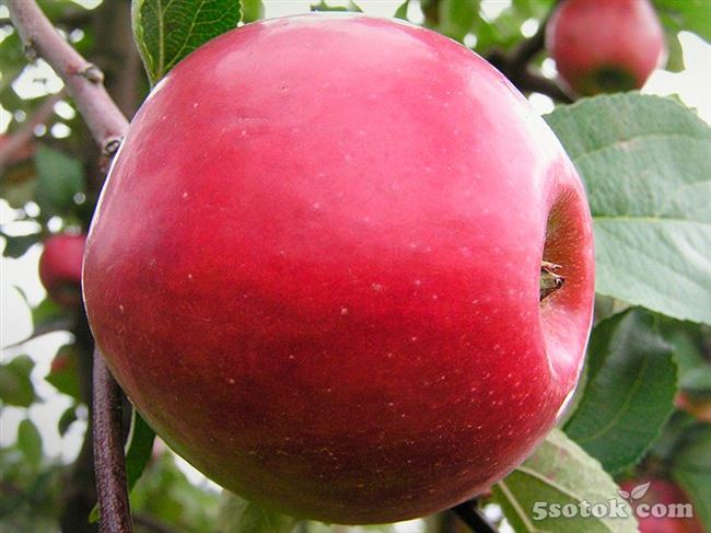 Яблоня Анис алый: особенности сорта и ухода