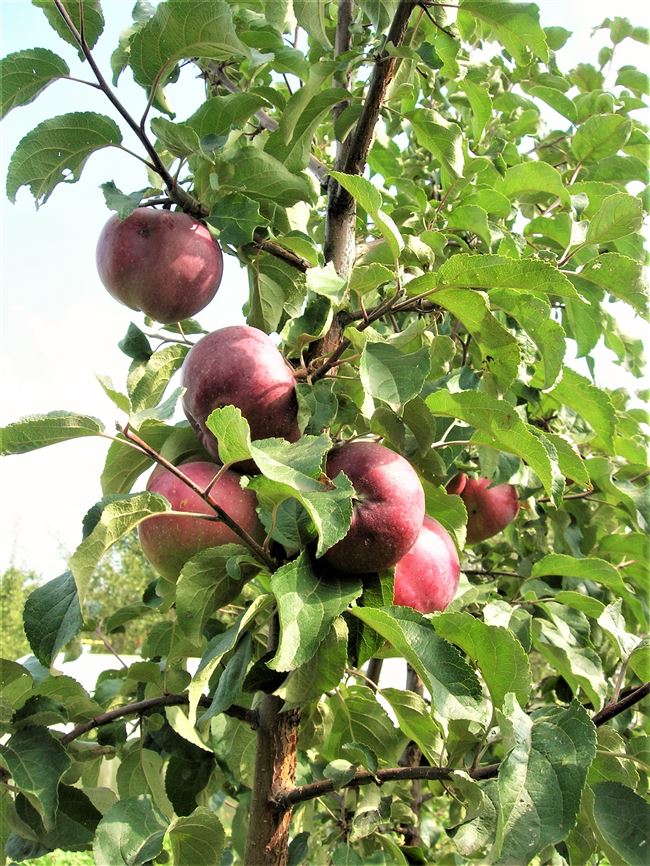 Описание сорта яблони Антей: фото яблок, важные характеристики, урожайность с дерева