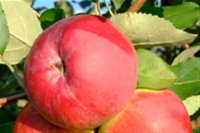 Яблоня Апрельское: описание и фото дерева и его плодов, отзывы о них