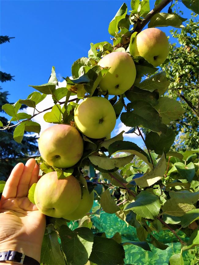 Описание сорта яблони Афродита: фото яблок, важные характеристики, урожайность с дерева