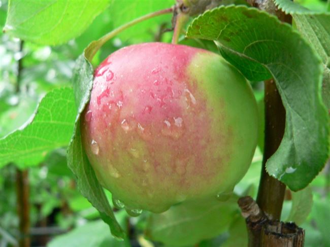 Сильнорослый и неприхотливый сорт яблони Аэлита