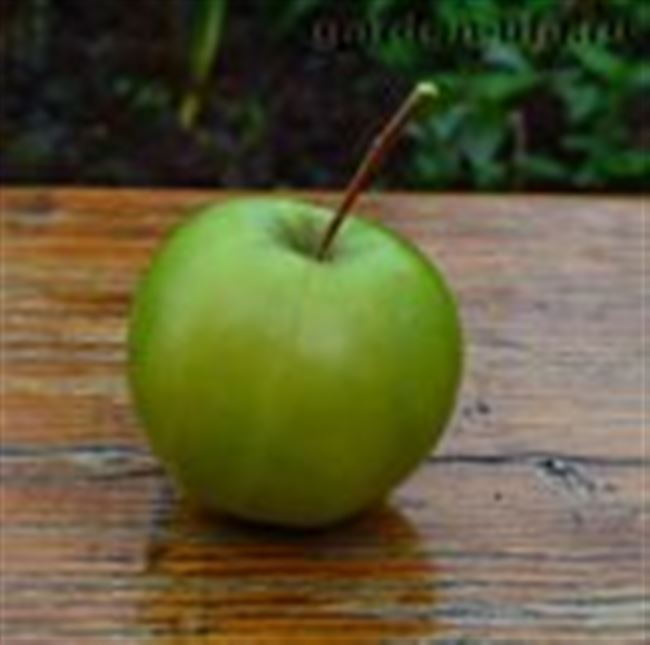 Сорт яблони Башкирский изумруд