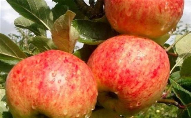 Сорт яблони Башкирское зимнее. Описание, фото, отзывы