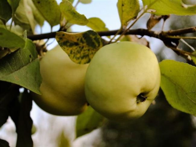 Юнга — полукультурный сорт яблони с плодами позднелетнего срока созревания, полученный на Алтае через гибридизацию 2-х сортов — Белый налив x Непобедимая Грелля. С 2001 года был принят на Государственное испытание, в 2004 году —…