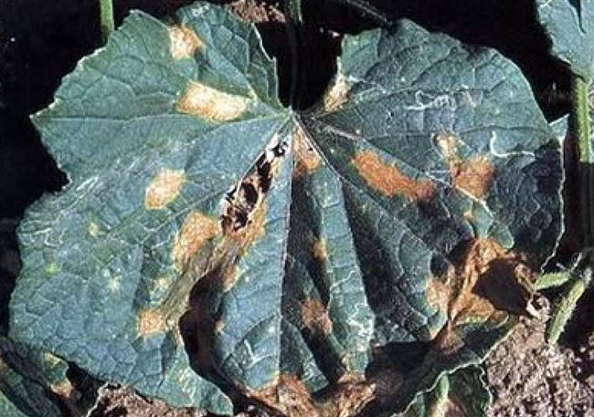 Болезни и вредители тыквы в открытом грунте: борьба с ними с фото
