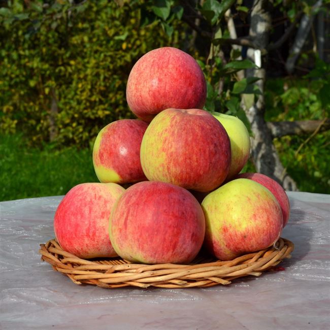 Описание сорта яблони Беркутовское: фото яблок, важные характеристики, урожайность с дерева