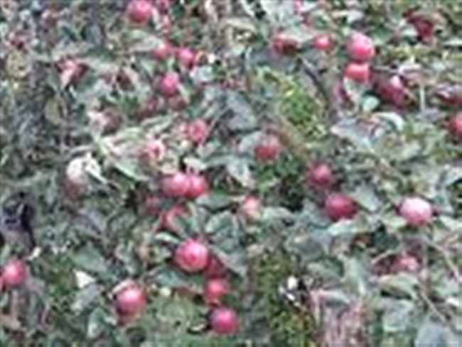 Описание сорта яблони Брусничное: фото яблок, важные характеристики, урожайность с дерева