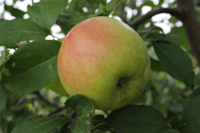 Описание сорта яблони Брянское золотистое: фото яблок, важные характеристики, урожайность с дерева