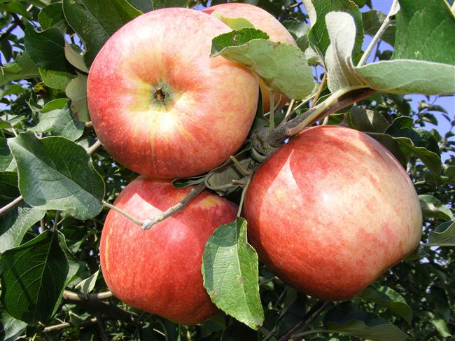 Супер крупные, сладкие  и сочные яблоки раннего срока созревания, сорт Вадимовка. Рекомендую!!! — YouTube